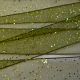 Cypress Berisfords Random Glitter Ribbon