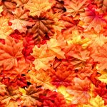 Autumn fabrics online at Calico Laine